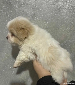 Bichon Havanez puiuți  - imagine 4