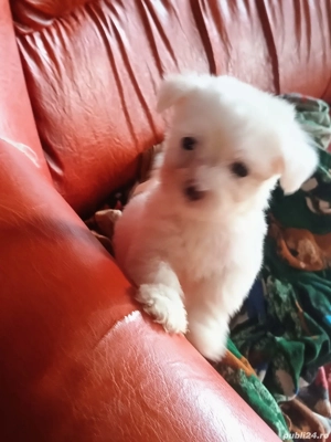cățeluși bichon maltez  - imagine 2