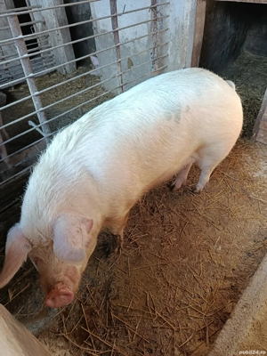 Vând un porc 