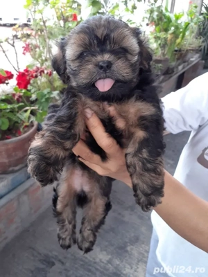 Bichon havanez talie mica 