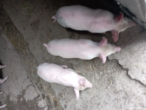 De vânzare porcii rasa - imagine 2