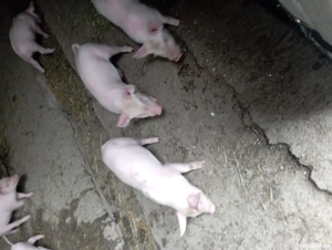 De vânzare porcii rasa - imagine 3