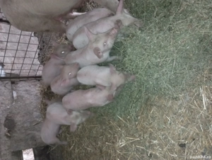 De vânzare porcii rasa - imagine 4