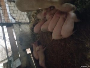 De vânzare porcii rasa - imagine 5