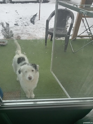 ciobanesc rominesc ,5 luni - imagine 2