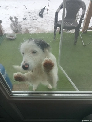 ciobanesc rominesc ,5 luni