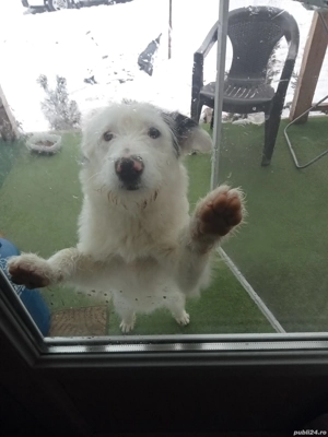 ciobanesc rominesc ,5 luni - imagine 3