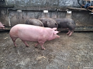 vând porci între 120-140kg