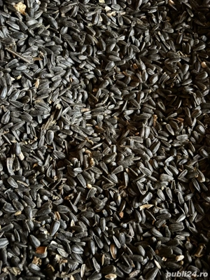 Vând porumb și floarea soarelui!! 