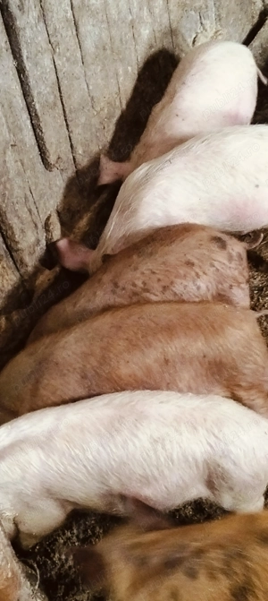 Soldanasi de 11 săptămâni 