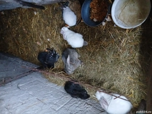 Vind puii de iepuri  - imagine 4