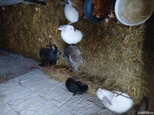 Vind puii de iepuri  - imagine 5