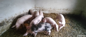 porci de vanzare 
