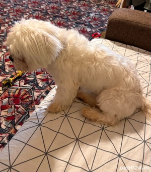 Vand Bichon Havanez - 6 luni.