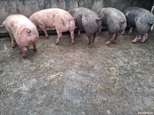 vând porci între 120-140kg - imagine 2