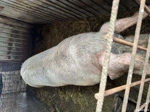 Scroafa de vanzare - imagine 2