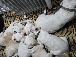 Vând Cățeluși Amstaff - imagine 5