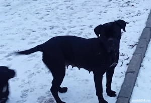 Catei Cane Corso.3 baieti și o fetiță născuți la 1 octombrie 2025, cu carnete de sănătate . - imagine 3