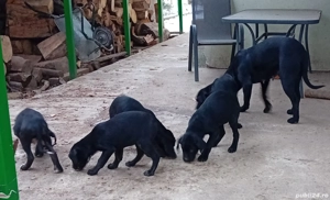 Catei Cane Corso.3 baieti și o fetiță născuți la 1 octombrie 2025, cu carnete de sănătate . - imagine 2
