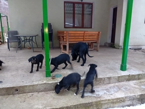 Catei Cane Corso.3 baieti și o fetiță născuți la 1 octombrie 2025, cu carnete de sănătate . - imagine 4