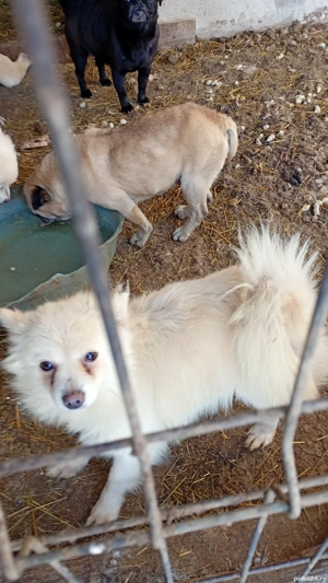 vând femele pomenirea spitz - imagine 2