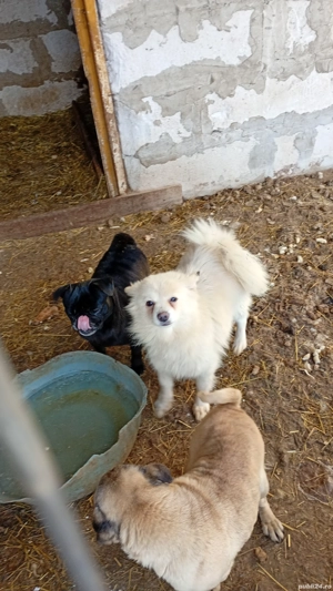 vând femele pomenirea spitz - imagine 4