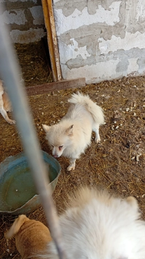 vând femele pomenirea spitz - imagine 3