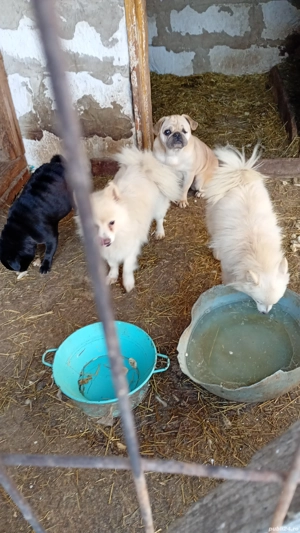 vând femele pomenirea spitz - imagine 5