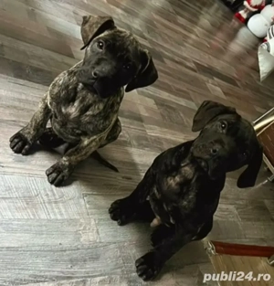Presa Canario femela și mascul