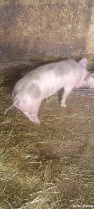 De vânzare 2 buc  - imagine 3