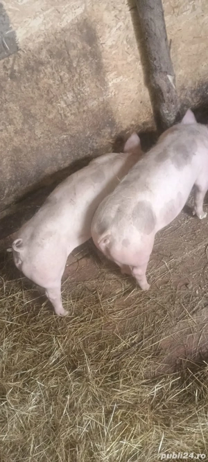 De vânzare 2 buc  - imagine 2