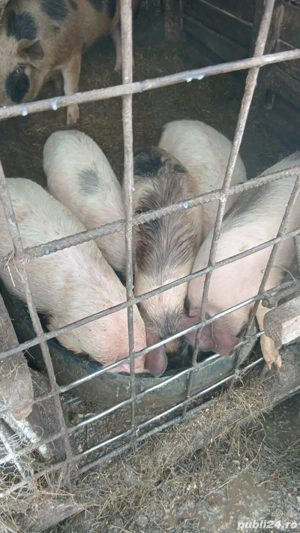 vand purcei  - imagine 2