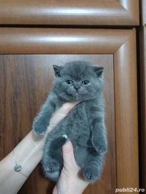 british shorthair blue 