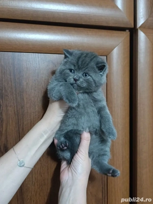 british shorthair blue  - imagine 2