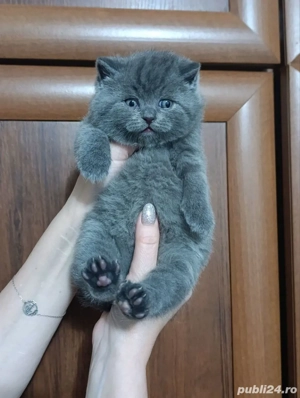 british shorthair blue  - imagine 3