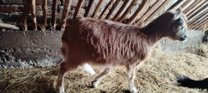 Iada din capra cu 3 l de lapte la mulsoare  - imagine 4