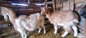 Iada din capra cu 3 l de lapte la mulsoare  - imagine 3