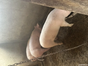 Grăsuni de vânzare  - imagine 3