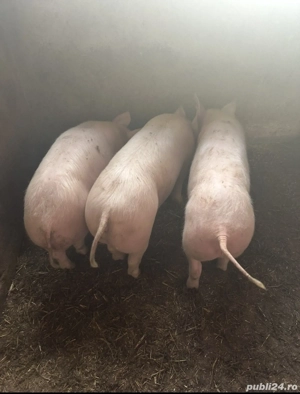 Grăsuni de vânzare 