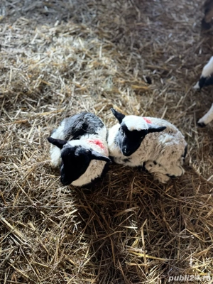 Vând mieluți    - imagine 2