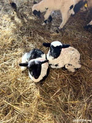 Vând mieluți    - imagine 3