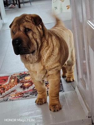 Vand Shar pei 