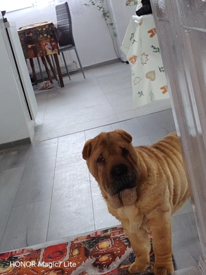 Vand Shar pei  - imagine 2