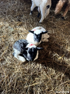 Vând mieluți    - imagine 4