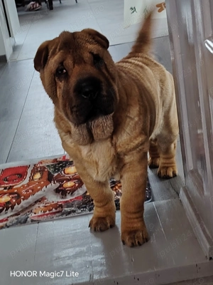 Vand Shar pei  - imagine 4