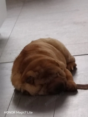 Vand Shar pei  - imagine 5