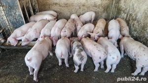 purcei de vanzare