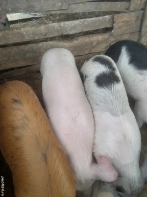 porc.        - imagine 2