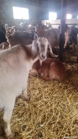 Vând 250 de capre fără reforme