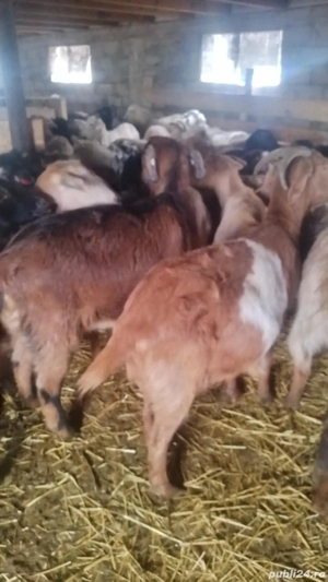 Vând 250 capre gestante tinere  - imagine 3
